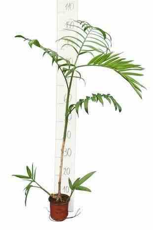 Sans Marque - Chamaedorea seifrizii (Palmier nain de Seifriz) Taille:Pot de 10L 140/150cm - Image 1