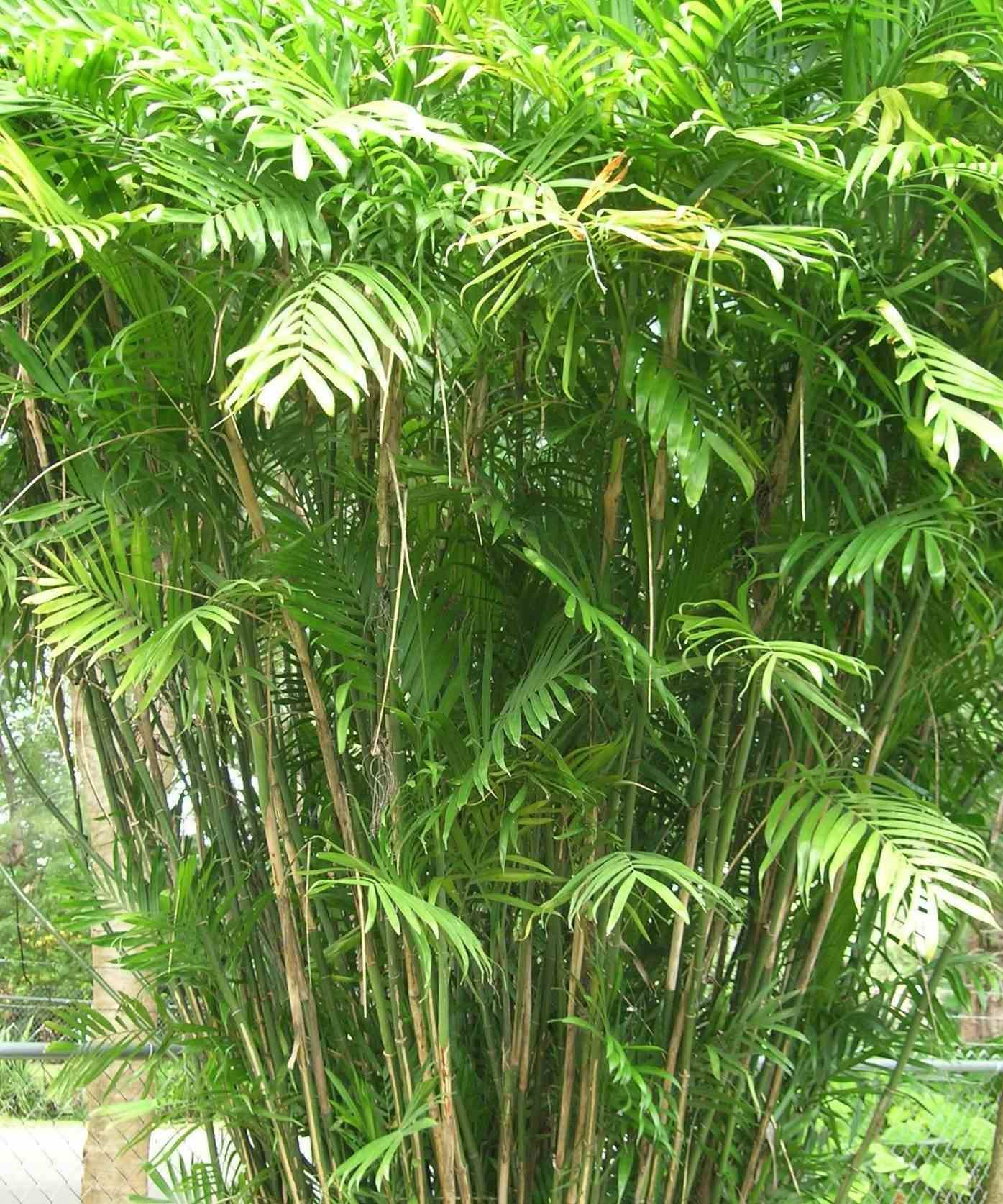 Sans Marque - Chamaedorea seifrizii (Palmier nain de Seifriz) Taille:Pot de 10L 140/150cm - Image 2
