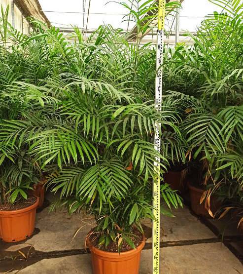 Sans Marque - Chamaedorea seifrizii (Palmier nain de Seifriz) Taille:Pot de 10L 140/150cm - Image 3