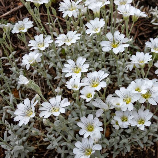 Graines de Céraiste tomenteux - Cerastium tomentosum var. columnae le sachet de 950 graines environ (0,4g)