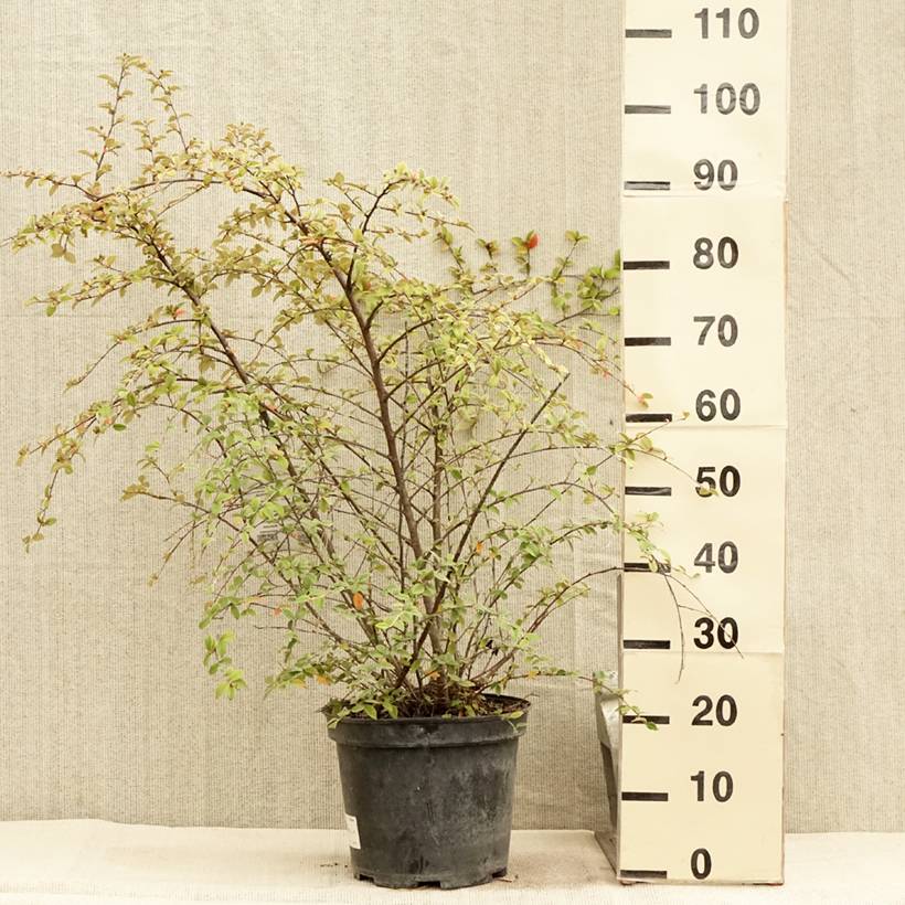 Cotoneaster franchetii - Cotonéastre de Franchet Pot de 7,5L/10L - Image 2