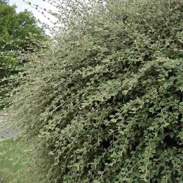 Cotoneaster franchetii - Cotonéastre de Franchet Pot de 7,5L/10L