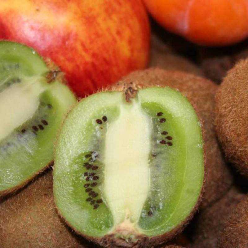 Kiwi chinensis Solissimo® 'Renact' (Autofertile) à fleurs Jaune - feuillage Caduc - Godet - 5/10 cm-  hauteur à maturité De 3,00 m à 5,00 m - Image 4
