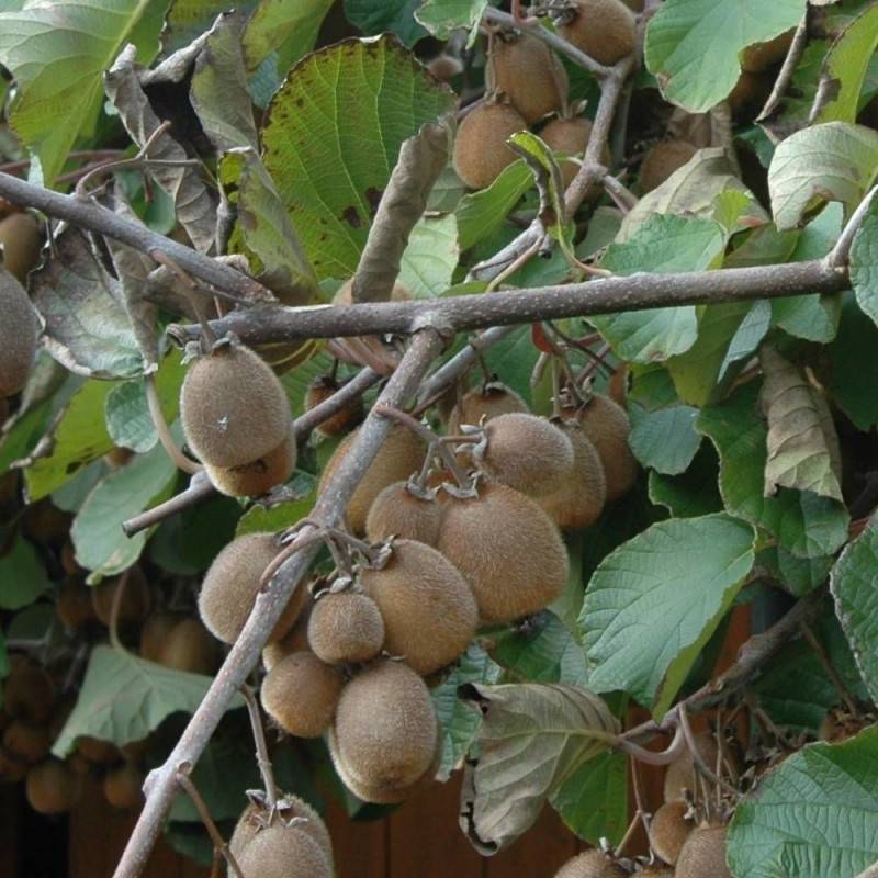 Kiwi chinensis Solissimo® 'Renact' (Autofertile) à fleurs Jaune - feuillage Caduc - Godet - 5/10 cm-  hauteur à maturité De 3,00 m à 5,00 m - Image 5