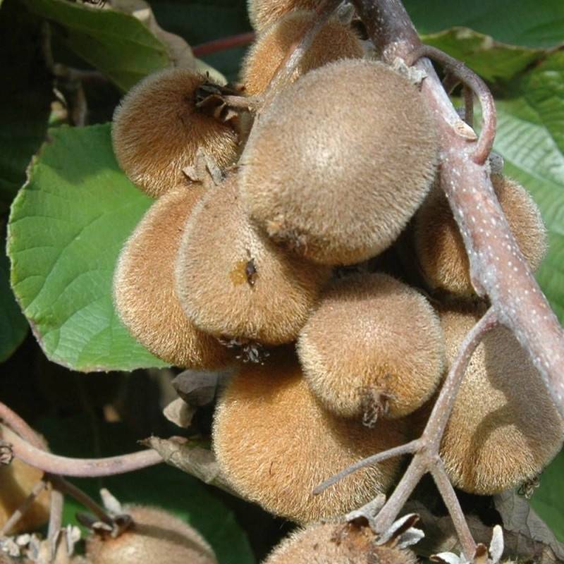 Kiwi chinensis Solissimo® 'Renact' (Autofertile) à fleurs Jaune - feuillage Caduc - Godet - 5/10 cm-  hauteur à maturité De 3,00 m à 5,00 m - Image 3
