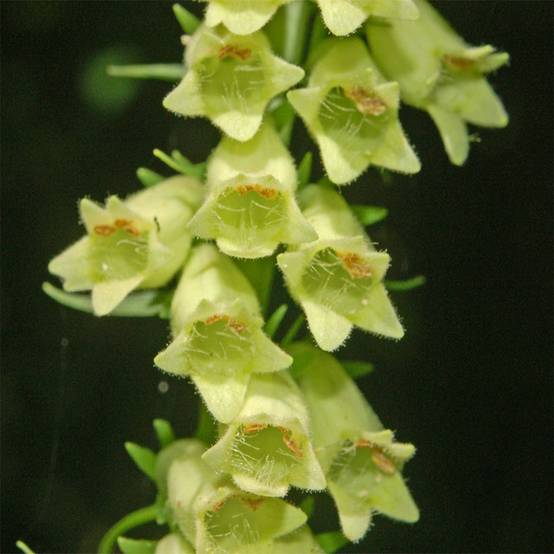 Digitale jaune - Digitalis lutea Godet de 8/9 cm