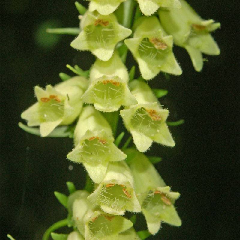 Digitale jaune - Digitalis lutea Godet de 8/9 cm