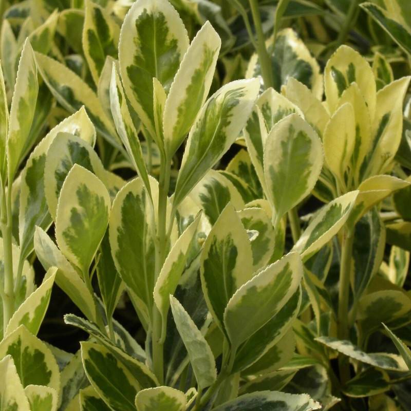 Fusain du Japon Bravo, Euonymus - Pot de 3L - 20/40 cm - Image 1