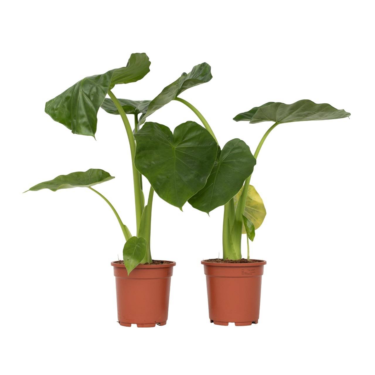 Plant In A Box - Plante à grandes feuilles - Set de 2 - Alocasia Macrorrhizos - H60-70cm - ⌀17cm - Image 1
