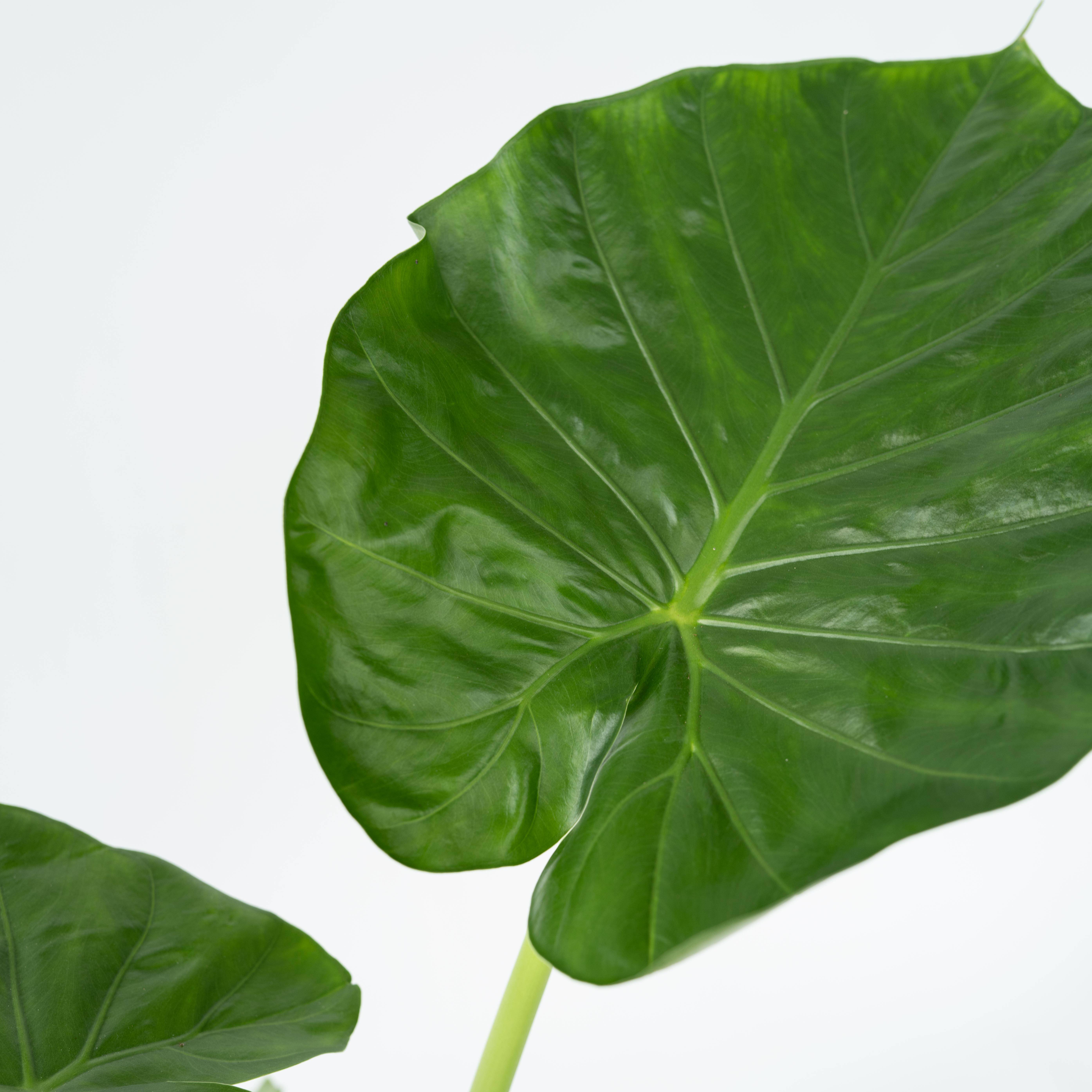 Plant In A Box - Plante à grandes feuilles - Set de 2 - Alocasia Macrorrhizos - H60-70cm - ⌀17cm - Image 3