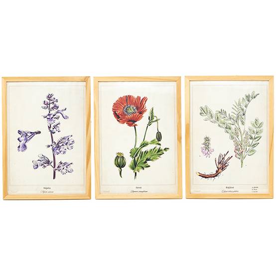 3 Affiches Plantes médicinales A4 - Image 1
