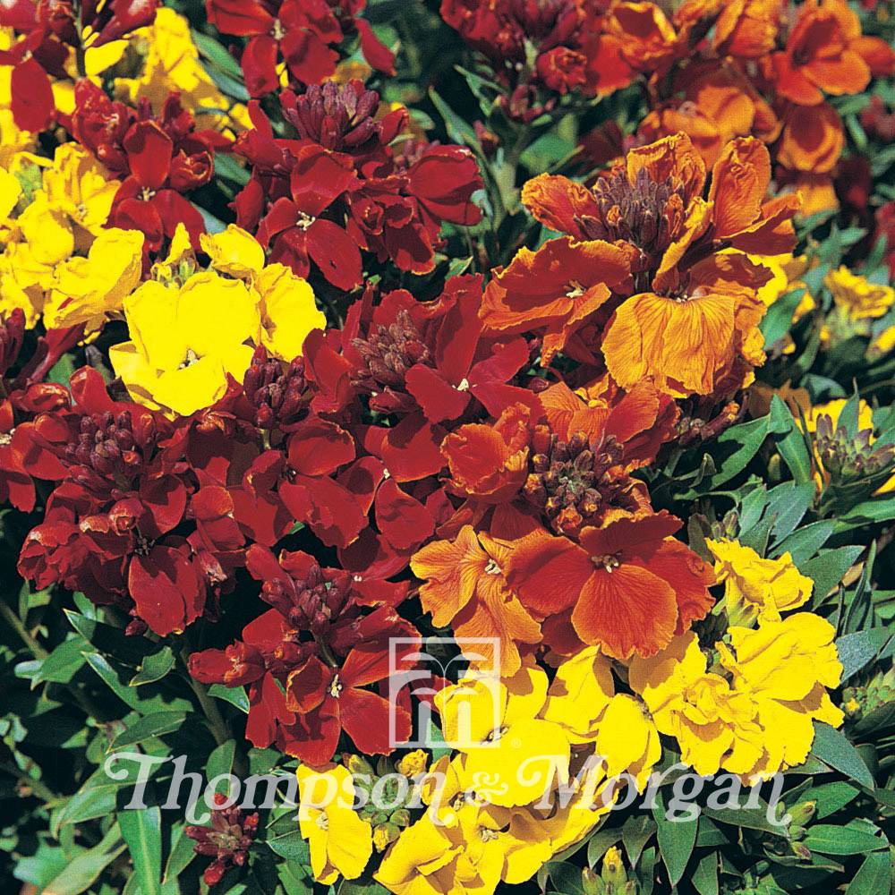 Graines de Giroflée ravenelle Brilliant Bedder Series Mixed - Erysimum ou Cheiranthus cheirii le sachet de 450 graines environ (1g)