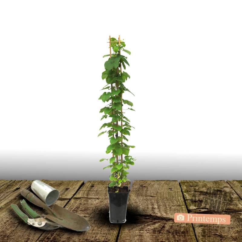 Clématite Empereur® 'Kaiser' à fleurs Rouge/ - feuillage Caduc - Pot de 3L - Echelle bambou 60/120 cm - Image 4