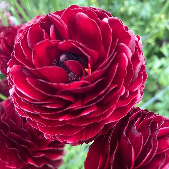 Promesse de Fleurs - Renoncule des fleuristes Romance Perigord – Ranunculus asiaticus Bulbe calibre 8+