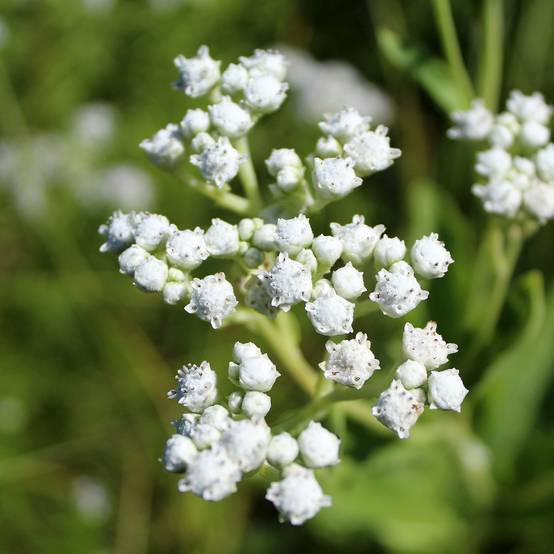 Promesse de Fleurs - Parthenium integrifolium - Quinine sauvage Godet de 8/9 cm