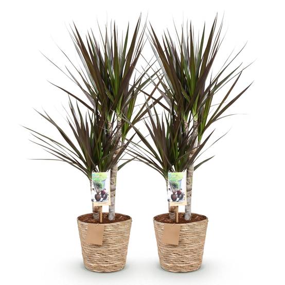 Dracaena Magenta - D17 H80cm - Image 3