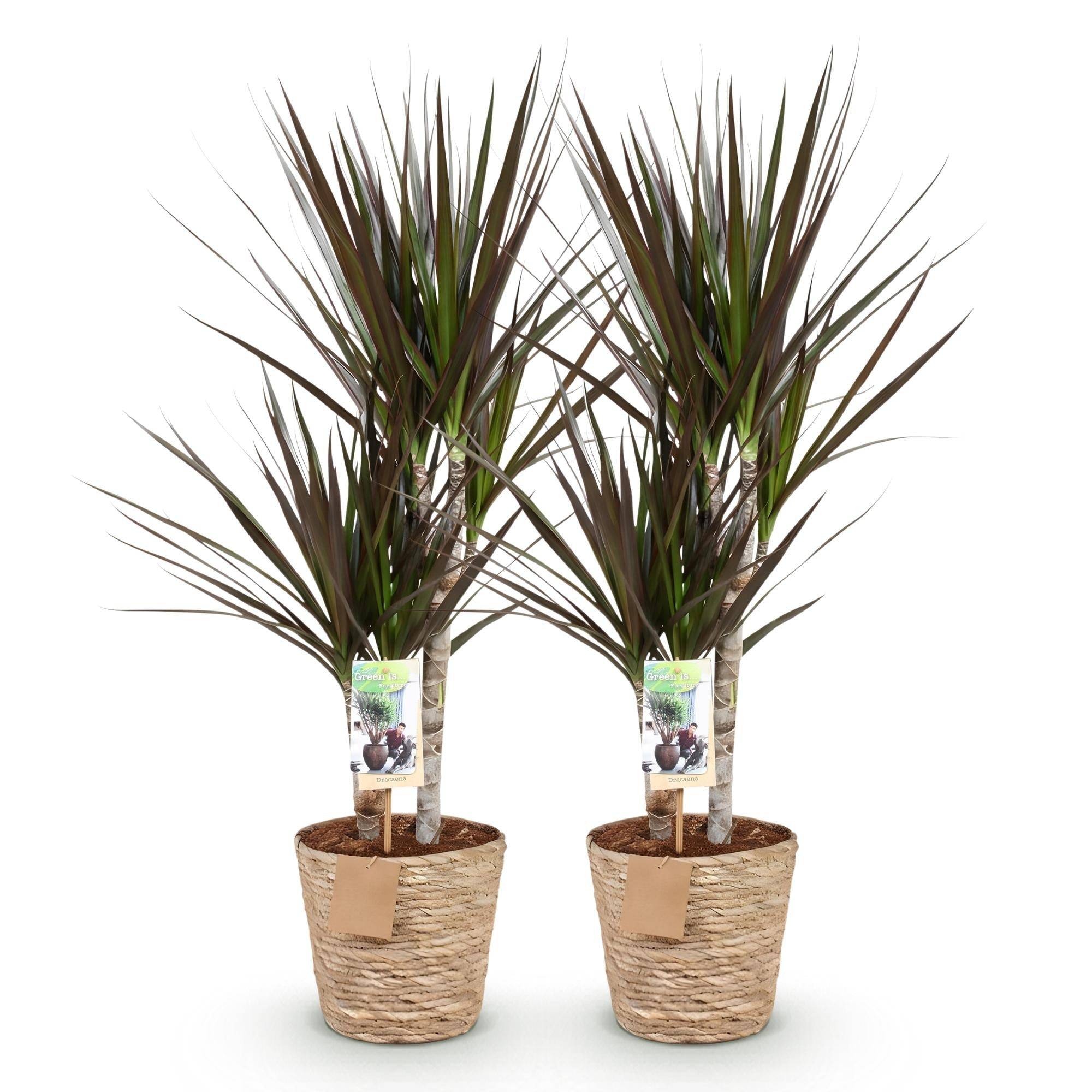 Dracaena Magenta - D17 H80cm - Image 3