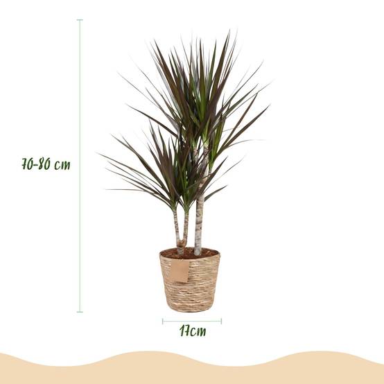 Dracaena Magenta - D17 H80cm - Image 4