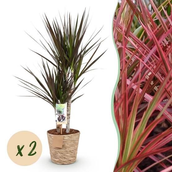 Dracaena Magenta - D17 H80cm - Image 2