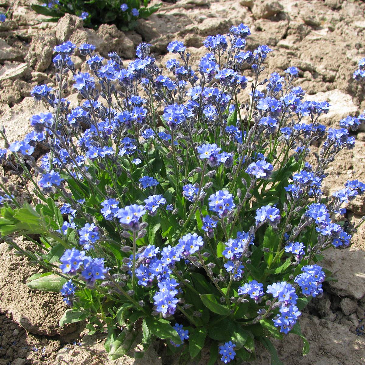 Promesse de Fleurs - Graines de Myosotis des forêts Ultramarine - Myosotis sylvatica le sachet de 300 graines environ (0,2g)