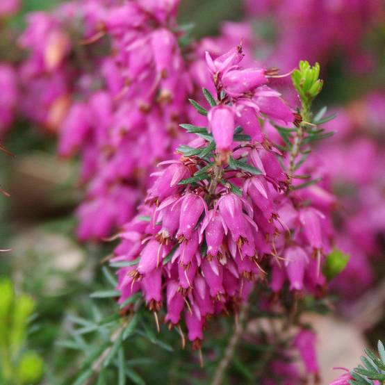 Promesse de Fleurs - Bruyère de neiges - Erica carnea Ruby Glow Godet de 8/9 cm