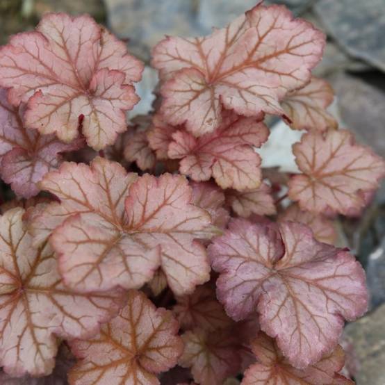 Promesse de Fleurs - Heuchère - Heuchera Pinot Gris Godet de 8/9 cm