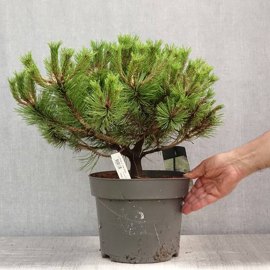 Pin rouge du Japon - Pinus densiflora Low Glow Pot de 7,5L/10L - Image 2