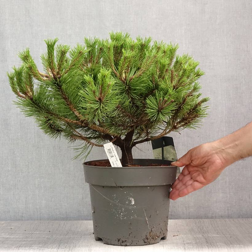 Pin rouge du Japon - Pinus densiflora Low Glow                       Pot de 7,5L/10L - Image 2