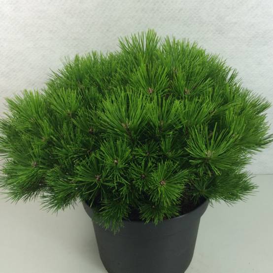 Pin rouge du Japon - Pinus densiflora Low Glow Pot de 7,5L/10L - Image 1