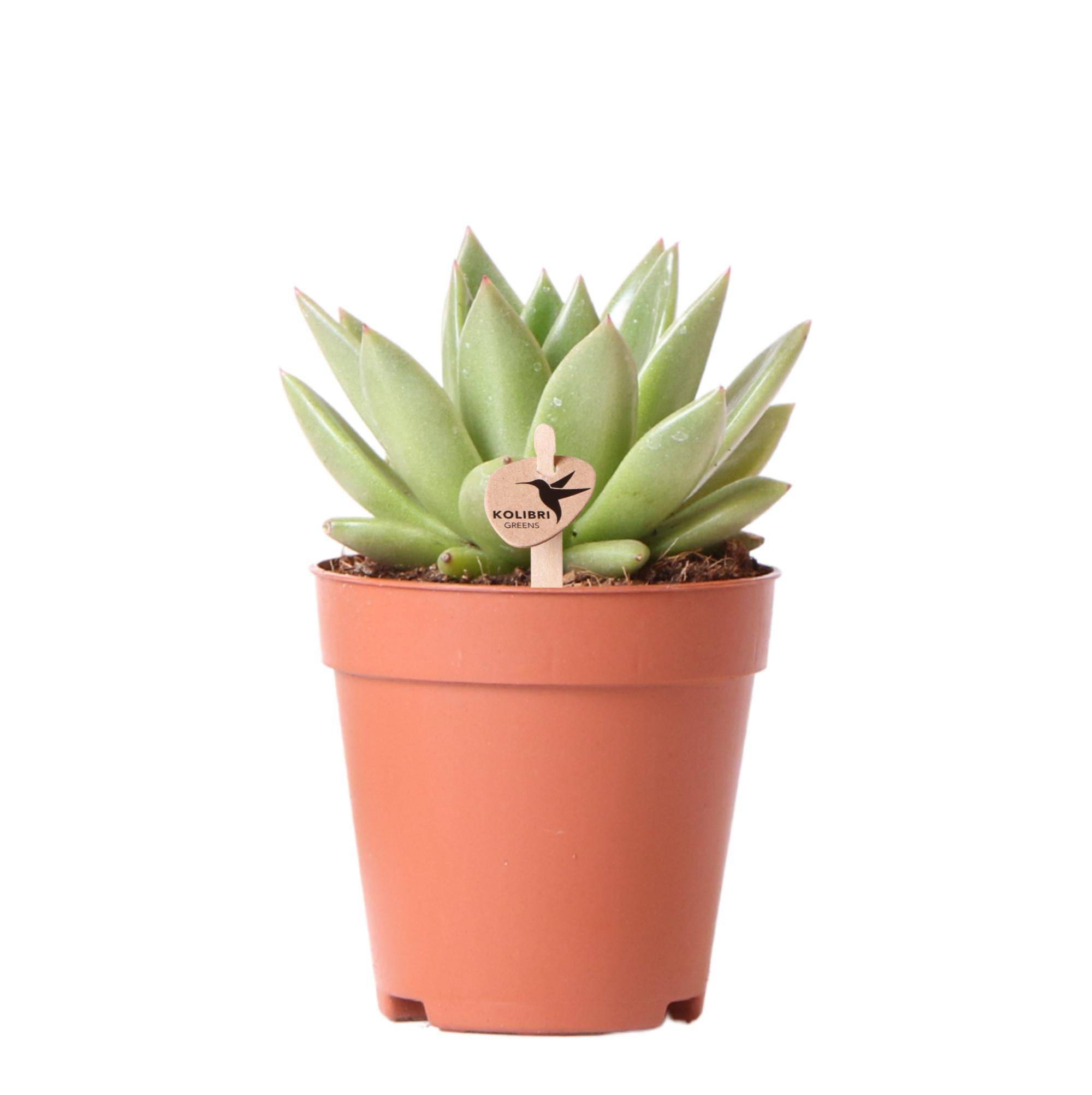 La Green Touch - Echeveria Miranda h13cm - plante grasse d'intérieur- La Green Touch - Image 1