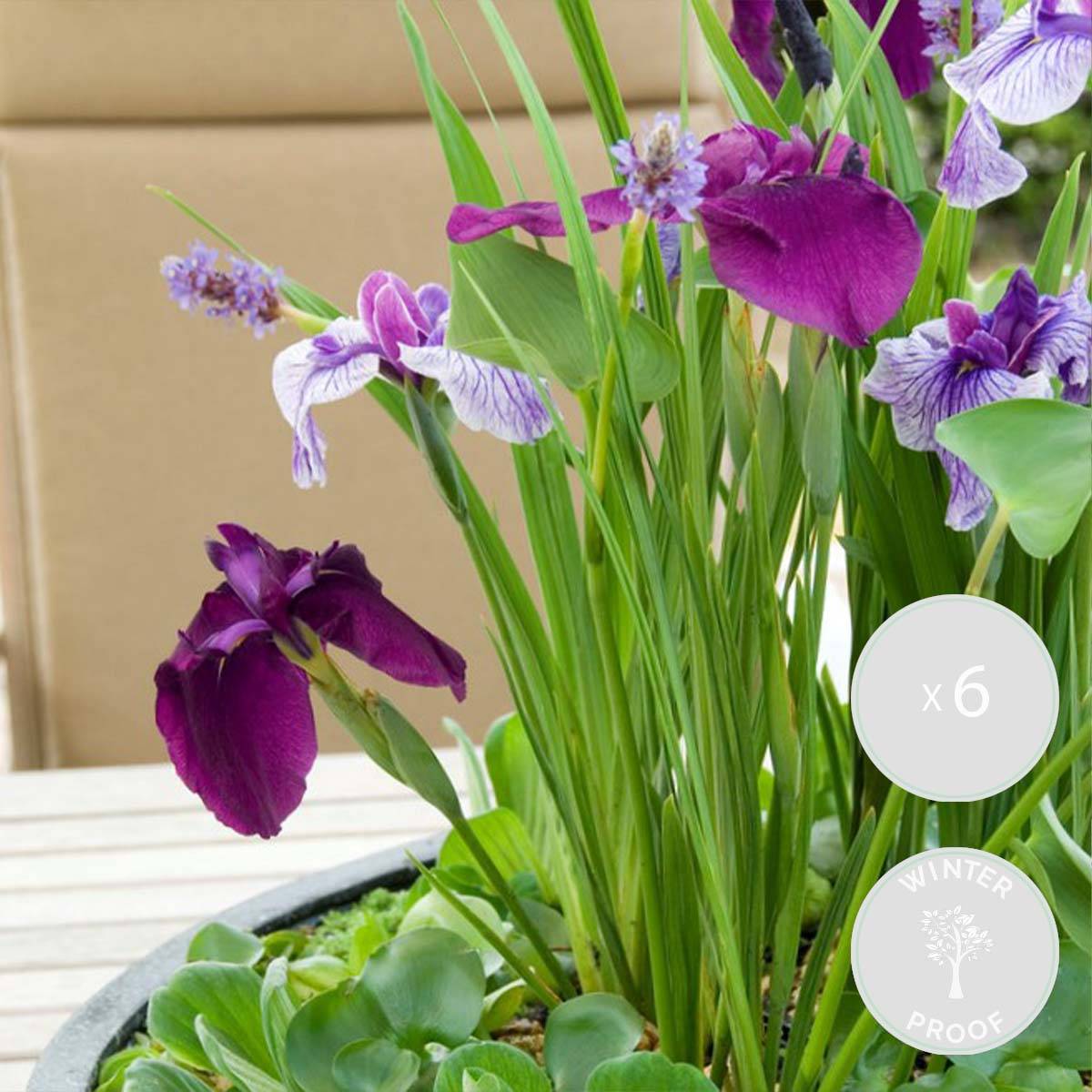 Lot de 6 - Iris Kaempferi - Iris du Japon - Violet - Plantes de bassin - H. 20-30 cm - P. 9 cm - Image 2