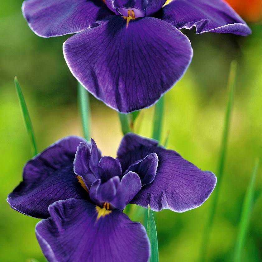 Lot de 6 - Iris Kaempferi - Iris du Japon - Violet - Plantes de bassin - H. 20-30 cm - P. 9 cm - Image 4