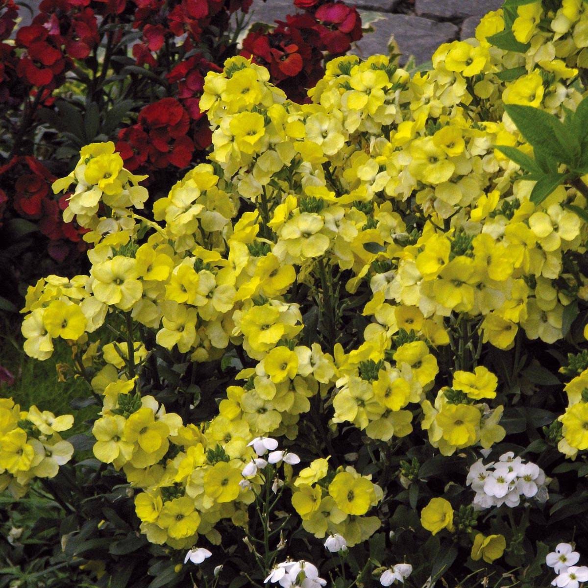 Promesse de Fleurs - Giroflée vivace - Erysimum Winter Light Mini-motte Ø 3/4 cm, Plant vert de 3 à 5 cm de haut environ (par 3)