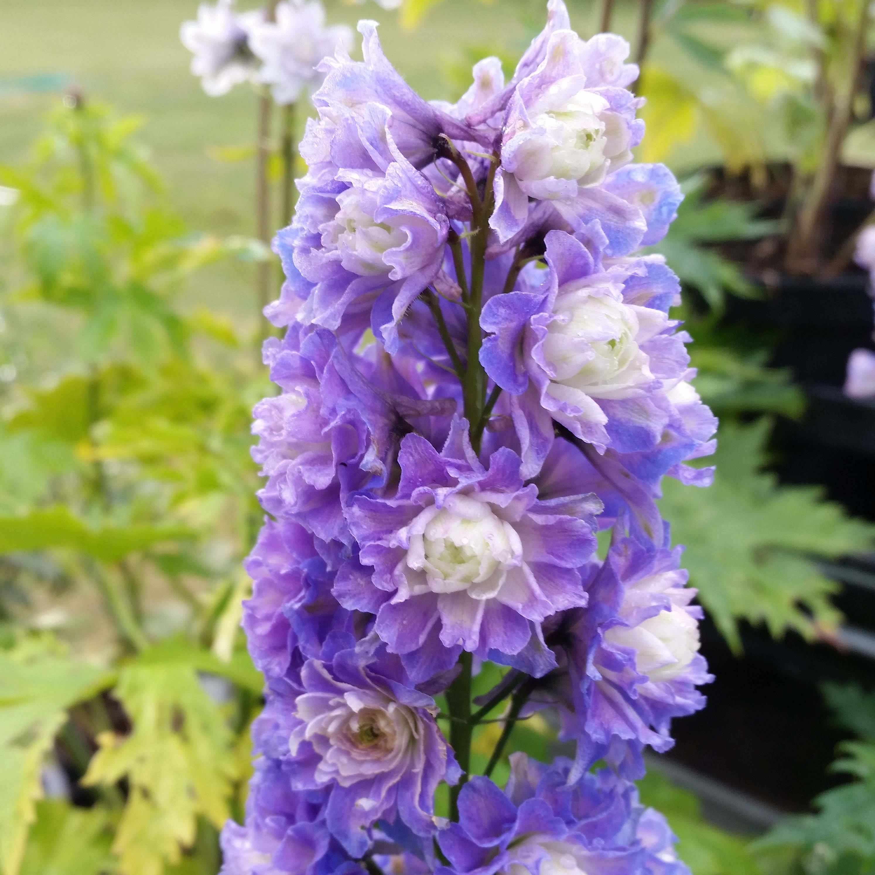 Promesse de Fleurs - Delphinium Highlander Bolero - Pied d'alouette vivace Godet de 8/9 cm