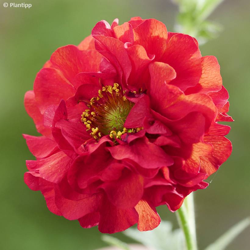 Promesse de Fleurs - Geum Firestarter - Benoîte hybride Godet de 8/9 cm