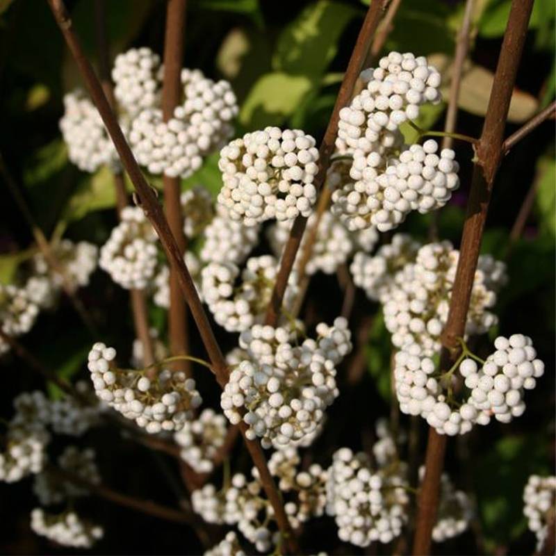 Callicarpa bodinieri Magical Snowstar Pot de 3L/4L