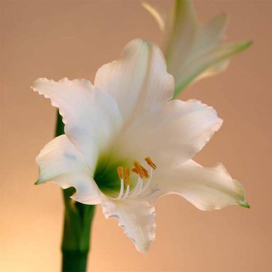 Promesse de Fleurs - Amaryllis Amputo Bulbe calibre 30+