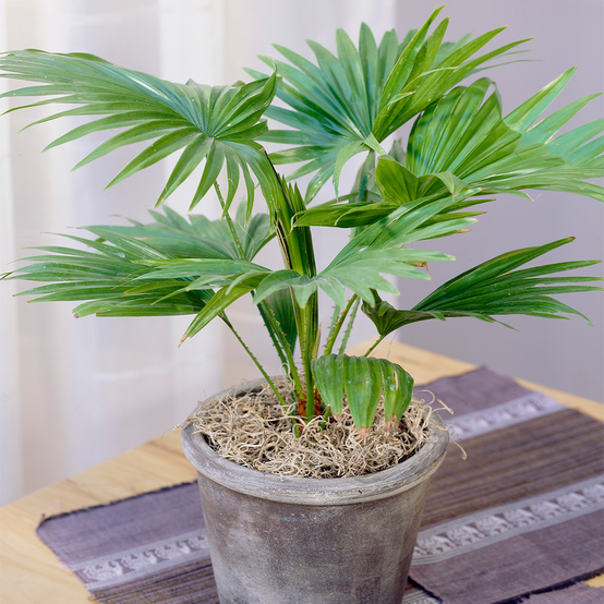 Gardenersdream - Palmier Livistona Palmier Tropical Plante D'Intérieur Décorative Fournie Dans Pot 12 Cm - GardenersDream - Image 1