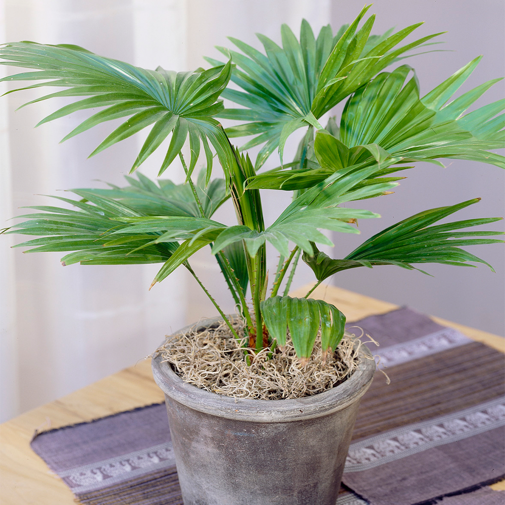 Gardenersdream - Palmier Livistona Palmier Tropical Plante D'Intérieur Décorative Fournie Dans Pot 12 Cm - GardenersDream - Image 1