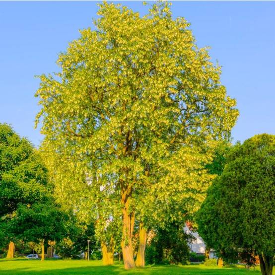 Robinier faux acacia (Robinia pseudoacacia) - Godet - Taille 20/40cm - Pépinières Naudet - Image 1