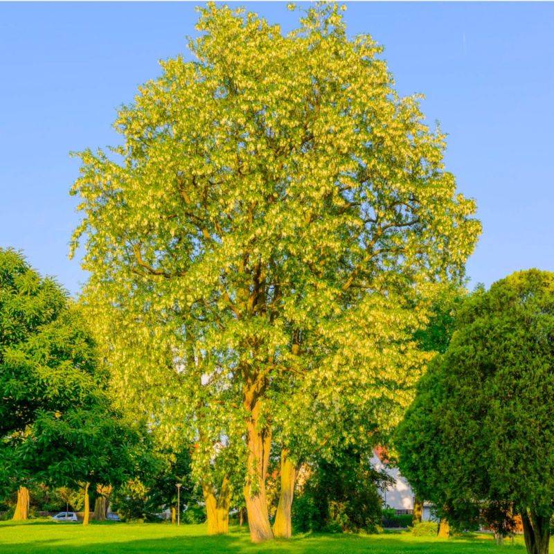 Robinier faux acacia (Robinia pseudoacacia) - Godet - Taille 20/40cm - Pépinières Naudet