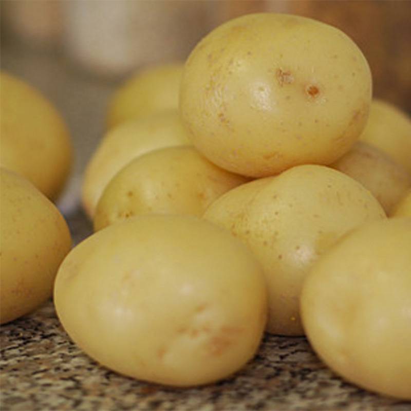 Pommes de terre Tresor - Solanum tuberosum Pièce calibre 28/35 mm, Sac de 1,5Kg (env. 50 plants)