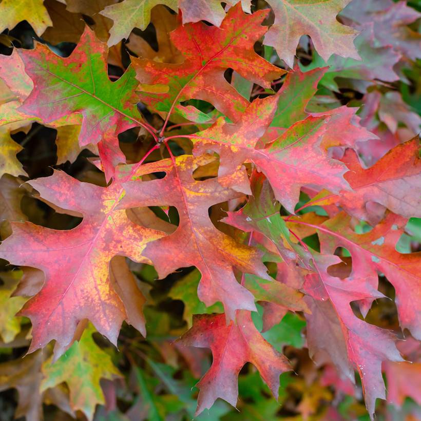 Promesse de Fleurs - Chêne des marais nain - Quercus palustris Isabel Pot de 4L/5L