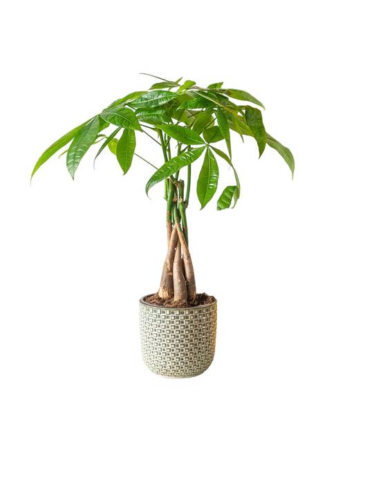 Pachira M 35cm - Plante d'intérieur- La Green Touch - Image 1
