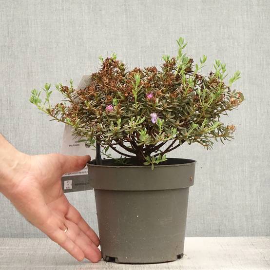 2l Pot Rhododendron Rhododendron impeditum - Rhododendron nain Pot de 2L/3L - Gamm vert