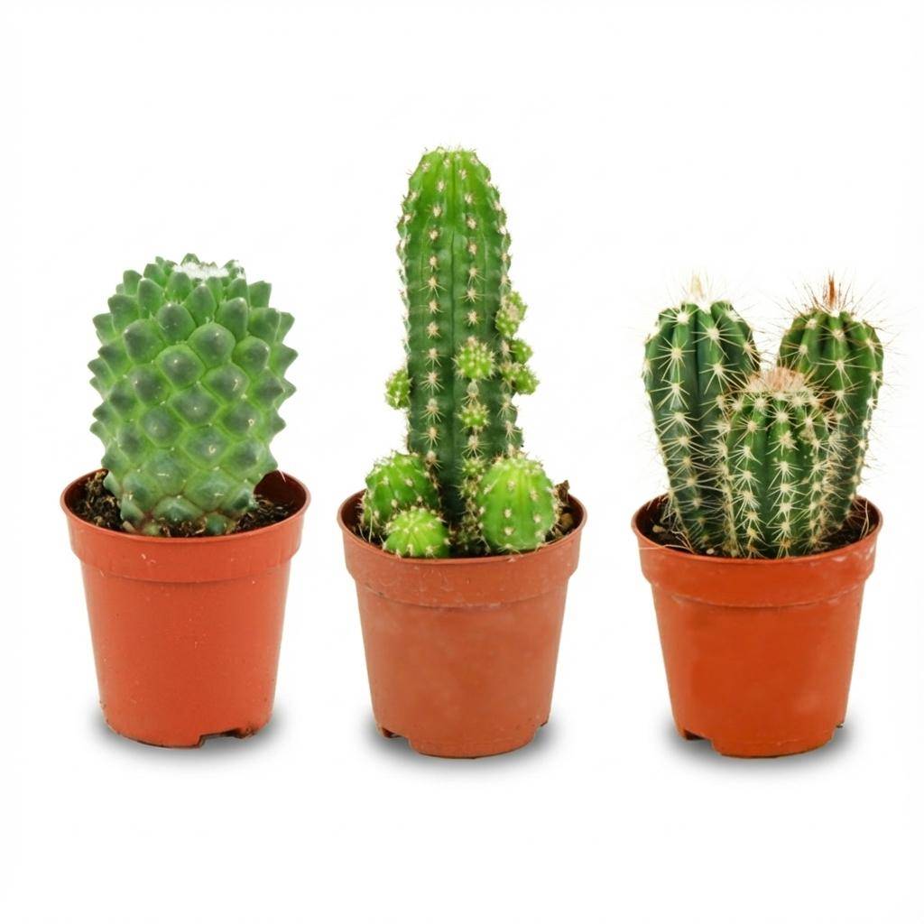 Mini Set de Cactus - D5 H10cm - Image 3