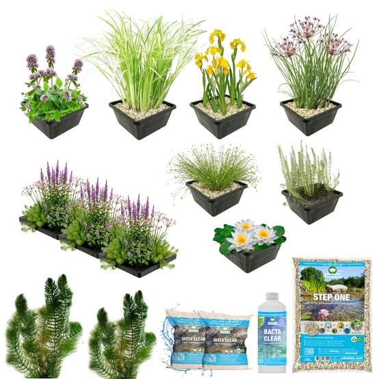 0 - Pack Bassin Indigène 1.500-3.000L - Oxygénantes & Berge - Nymphaea Alba Complet - Image 3