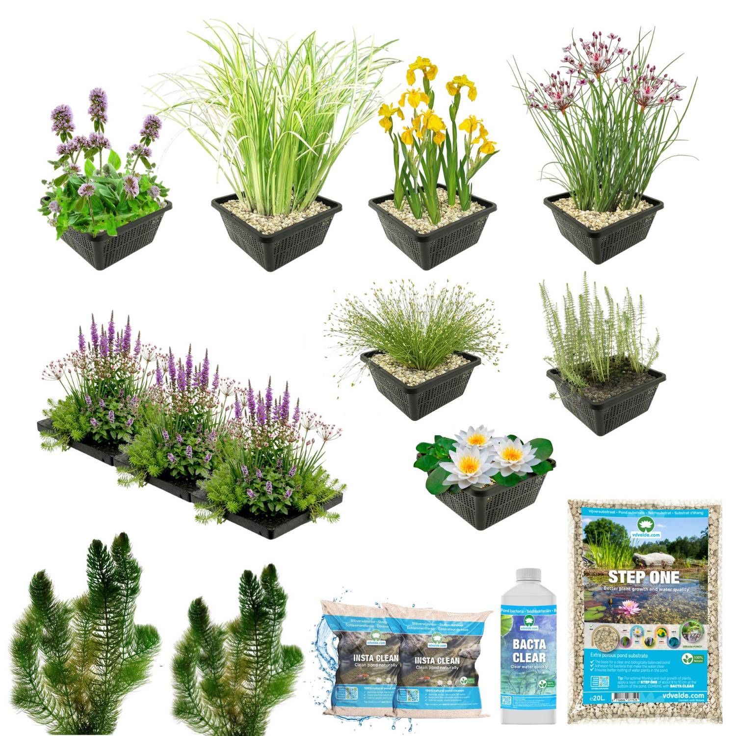 0 - Pack Bassin Indigène 1.500-3.000L - Oxygénantes & Berge - Nymphaea Alba Complet - Image 3