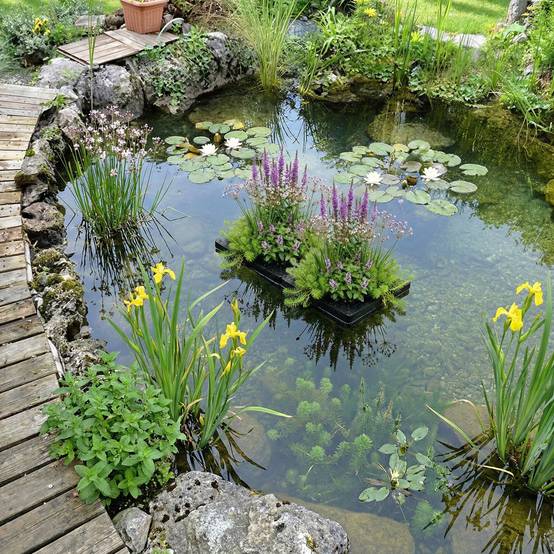 0 - Pack Bassin Indigène 1.500-3.000L - Oxygénantes & Berge - Nymphaea Alba Complet - Image 2