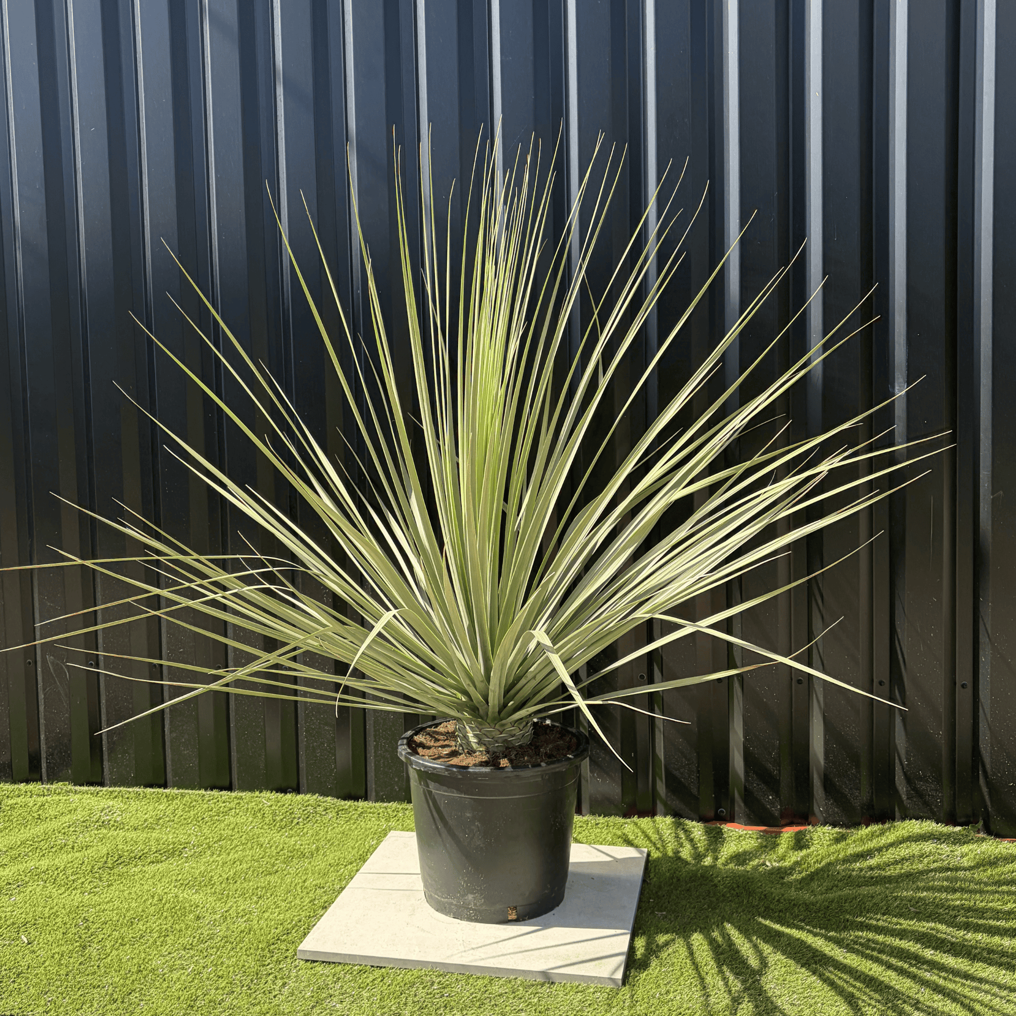 Jardiland - Nolina Nelsonii Hauteur 160 cm - Image 3
